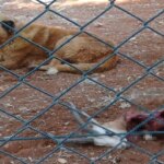 Üniversitede koruma altında tutulan ceylanları köpekler yedi – Son Dakika Türkiye Haberleri