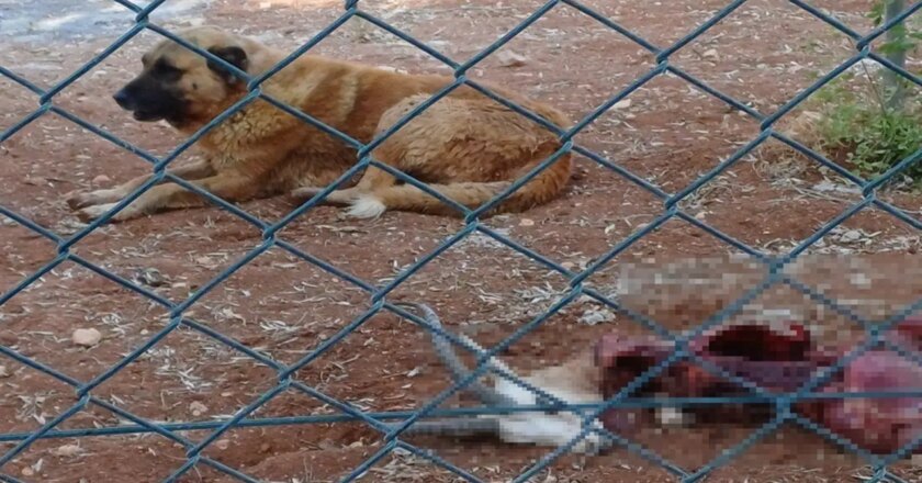 Üniversitede koruma altında tutulan ceylanları köpekler yedi – Son Dakika Türkiye Haberleri