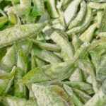 Retina Sağlığının Güvencesi: Takviyelere Elveda!