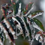 Üreticilere 22.9 milyar lira tarımsal don yardımı