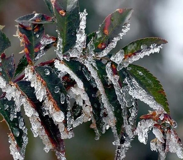 Üreticilere 22.9 milyar lira tarımsal don yardımı