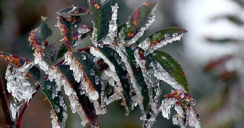 Üreticilere 22.9 milyar lira tarımsal don yardımı